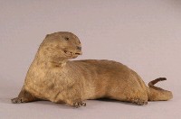 水獺藏品圖，第4張
